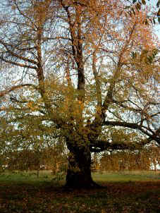 der über 180 Jahre alte Kirschbaum